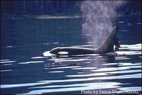 orca janicewaite-nmml.jpg