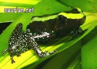 frog phyllobates aurotaenia.jpg