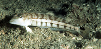 Parob u1.jpg