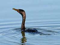 IMG 5134 double crested cormorant.jpg
