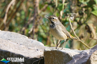 071104 Bluethroat-PKC 0361.jpg