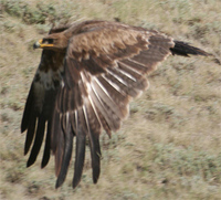 steppe-eagle-flight-kaz.jpg