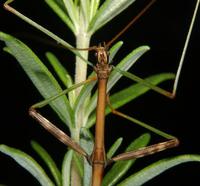 walkingstick2677.jpg