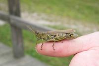 grasshopper1.jpg