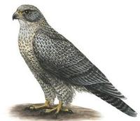 Falco rusticolis.jpg