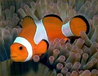 Clownfish.jpg