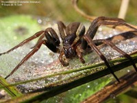 Dolomedes fimbriatus 00023.JPG