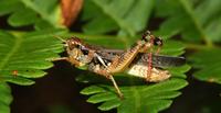grasshopper4.jpg