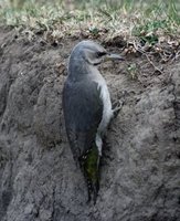 Grey-headed Woodpecker.jpg