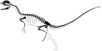 dilophosaurus skeleton.JPG