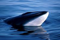 whale minke.jpg