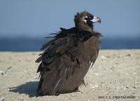black vulture 5129.jpg