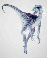 Eoraptor2.jpg