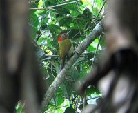 redcollared woodpecker 1.jpg