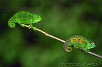 dwarf-chameleon-ngorongoro-tanzania-~-15390-23NS.jpg