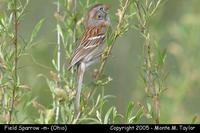 sparrow field m1.jpg