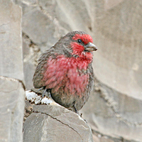 red-breasted-rosefinch-kaz-2007.jpg