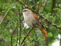 scspinetail.jpg