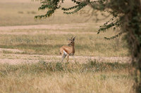 Gazelle.jpg
