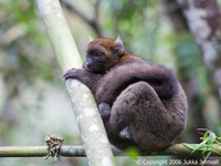 Hapalemur simus, male, Greater Bamboo Lemur,I PCW11.jpg