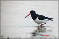 060224 Eurasian Oystercatcher0905.jpg