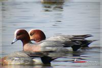 060219 Eurasian Wigeon0661.jpg