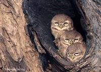 Spotted Owlets.jpg