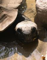 aldabra giant tort.jpg