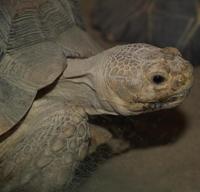 Geochelonesulcata.jpg