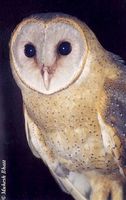 barn owl mb.jpg