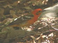43677754.AZrevisions2flamecoloredtanager2.jpg