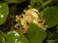 Kihansi spray toads-mating .jpg