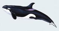 Orcinus orca.jpg