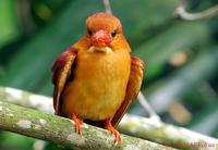 ruddy kingfisher 3 mc.jpg