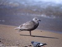 (01-08)glaucous-winged-gull1-1.jpg