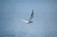 (010630)Common tern 4.jpg