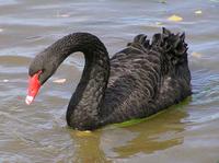 Swan Black Perkins.jpg