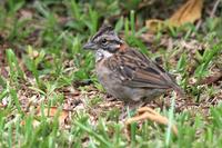 Rufous-collared sparrow.jpg