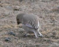 desertfinch2.JPG