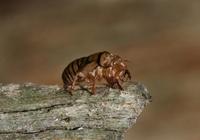 cicada skin.jpg