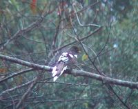 whitewinged magpie 3 ba.jpg