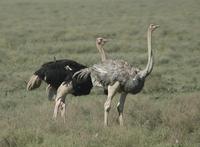 Ostrich 2005-01-18-0005.jpg