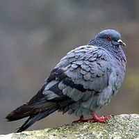 rock pigeon opt.jpg