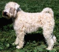 soft coated wheaten terrier.jpg