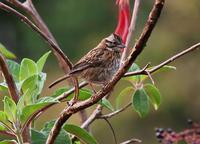 Roufous-collared Sparrow.jpg