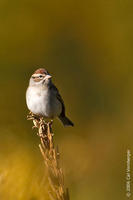 chippingsparrow2.jpg