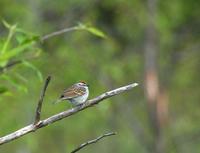 chippingsparrow0264.jpg