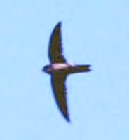 swift27.jpg