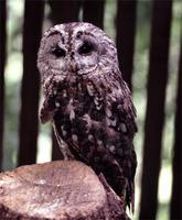 tawny owl.jpg