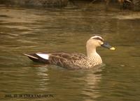 spot-billed duck -011028-2014-1.jpg